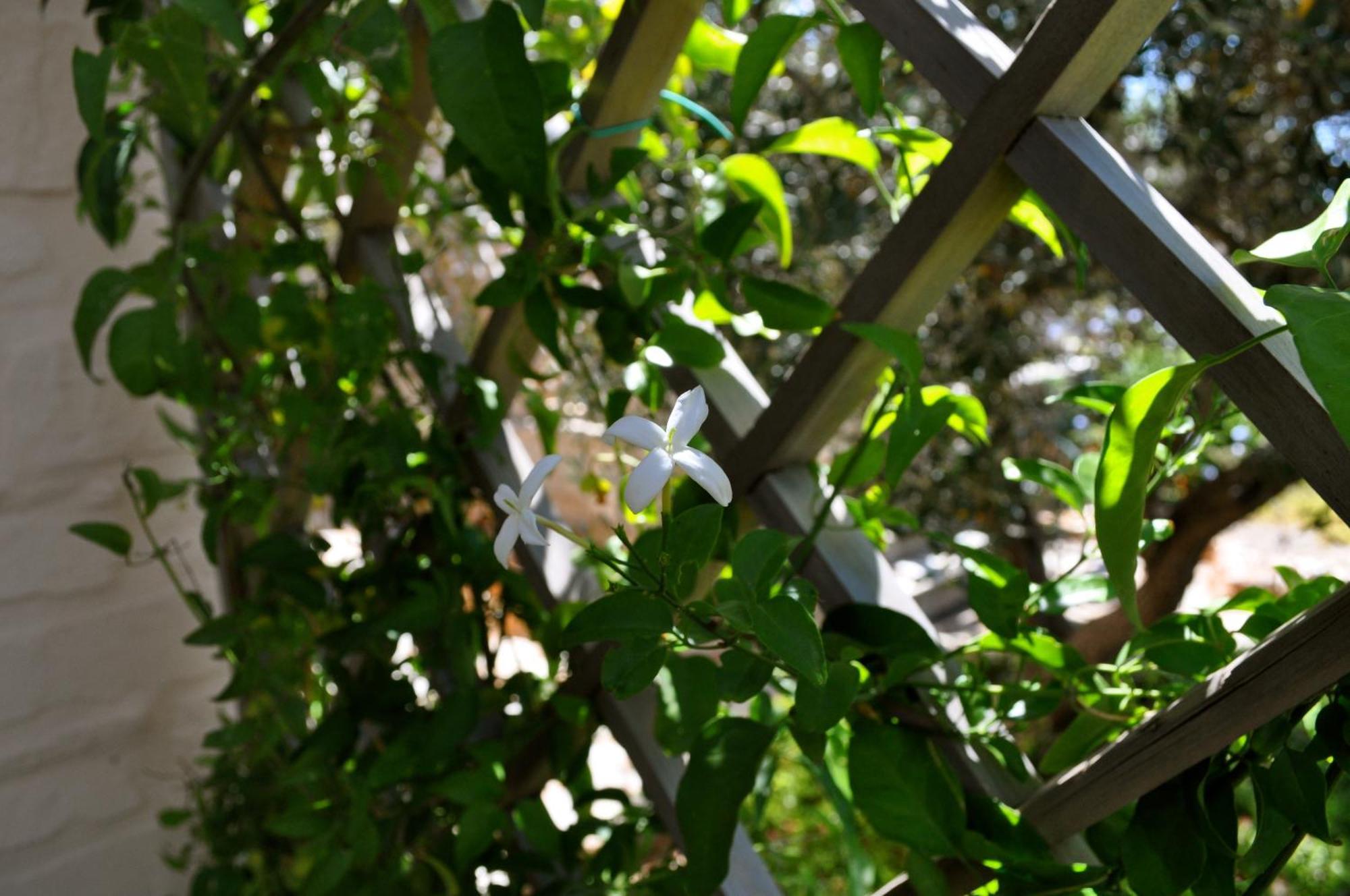 To The Garden Guest House Angairia Bagian luar foto